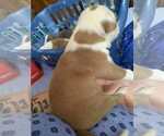 Small Photo #14 American Pit Bull Terrier Puppy For Sale in DANNEBROG, NE, USA