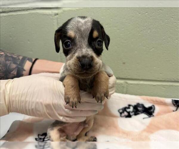 Medium Photo #1 Doberman Pinscher-Unknown Mix Puppy For Sale in Tulsa, OK, USA