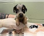 Small Doberman Pinscher Mix