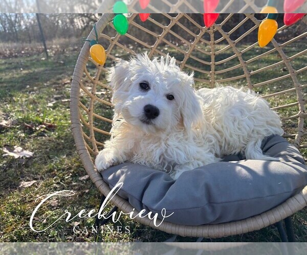 Medium Photo #1 Havachon Puppy For Sale in NIANGUA, MO, USA