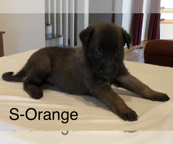 Medium Photo #16 Belgian Malinois Puppy For Sale in LABADIE, MO, USA