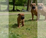 Small #3 Boerboel