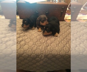 Dachshund Puppy for sale in SILER CITY, NC, USA