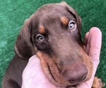 Puppy 4 Doberman Pinscher