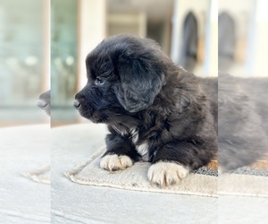 English Cream Golden Retriever Puppy for Sale in LA CENTER, Washington USA