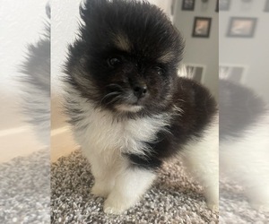 Pomeranian Puppy for sale in PALESTINE, TX, USA