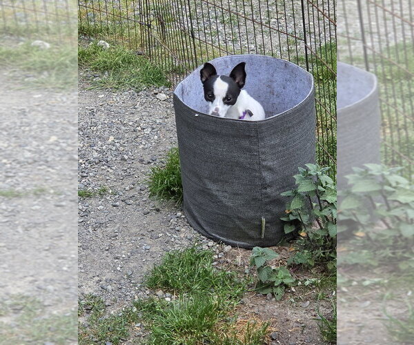 Medium Photo #2 Chihuahua-Unknown Mix Puppy For Sale in Bellingham, WA, USA
