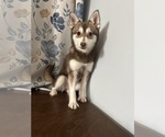 Small #45 Alaskan Klee Kai