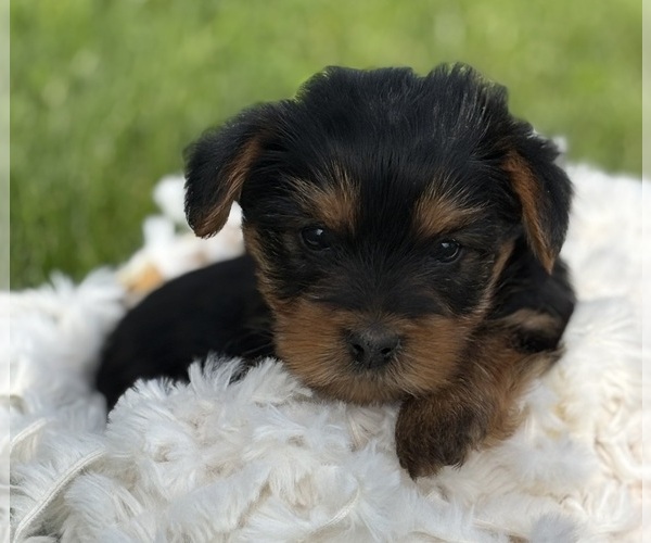 Medium Photo #2 Yorkshire Terrier Puppy For Sale in ROCK STREAM, NY, USA