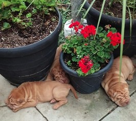 Chinese Shar-Pei Puppy for sale in MUNCIE, IN, USA