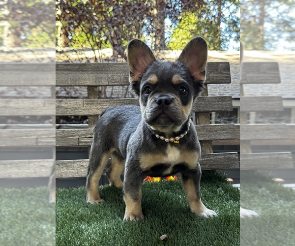 Medium Photo #4 French Bulldog Puppy For Sale in CRESTLINE, CA, USA