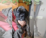 Small #2 Boxer