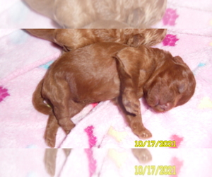 Poodle (Miniature) Puppy for sale in DULUTH, GA, USA