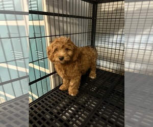 Goldendoodle (Miniature) Puppy for sale in LOWELL, MA, USA