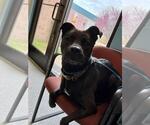 Small American Pit Bull Terrier-Labrador Retriever Mix