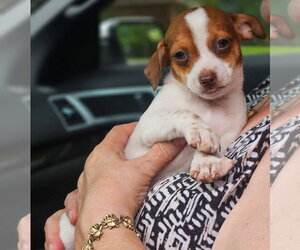 Chihuahua-Unknown Mix Dogs for adoption in Wakefield, RI, USA
