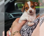 Small Chihuahua Mix