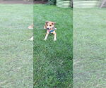 Small #3 Labrador Retriever Mix