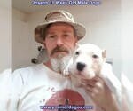 Small Photo #114 Dogo Argentino Puppy For Sale in PINEVILLE, MO, USA