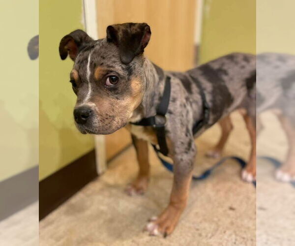 Medium Photo #2 Mutt Puppy For Sale in St. Louis Park, MN, USA