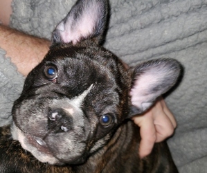 French Bulldog Puppy for sale in LACEYS SPRING, AL, USA