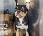 Small American Staffordshire Terrier Mix