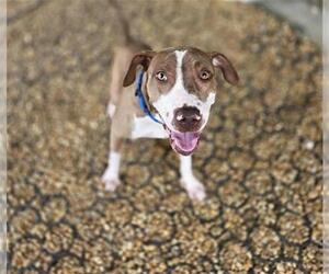 TANGO - Male Mutt Dog for Adoption - Photo #2