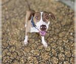Small Photo #2 Mutt Puppy For Sale in Palmetto, FL, USA