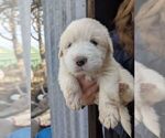 Small Great Pyrenees