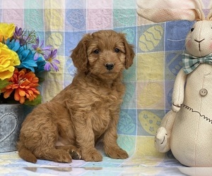 Goldendoodle (Miniature) Puppy for sale in LANCASTER, PA, USA