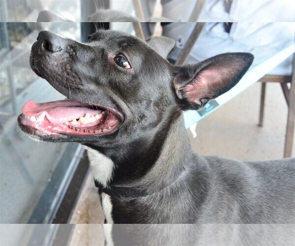 Medium Photo #3 Mutt Puppy For Sale in Royal Palm Beach, FL, USA