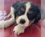 Small Photo #4 Cavalier King Charles Spaniel Puppy For Sale in LONG BEACH, CA, USA