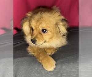 Shiranian Puppy for sale in NILES, MI, USA