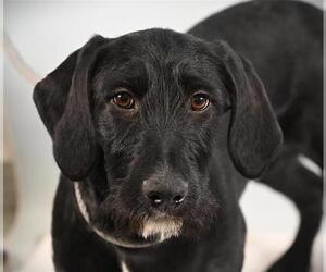 Dalmadoodle Dogs for adoption in Fort Collins, CO, USA