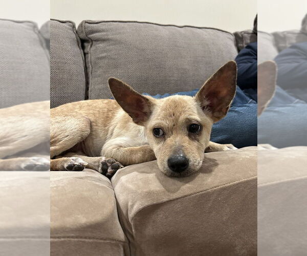 Medium Photo #20 Chihuahua-Labrador Retriever Mix Puppy For Sale in Brewster, NY, USA