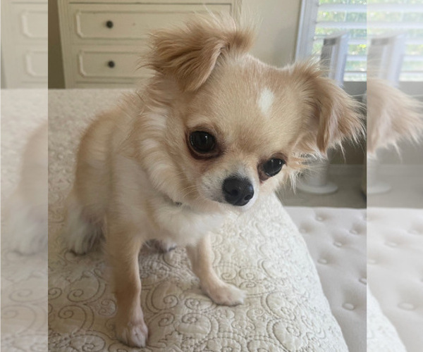 Medium Photo #1 Chihuahua Puppy For Sale in JACKSONVILLE, FL, USA