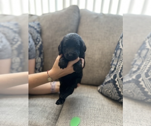 Medium Photo #5 Goldendoodle Puppy For Sale in FONTANA, CA, USA