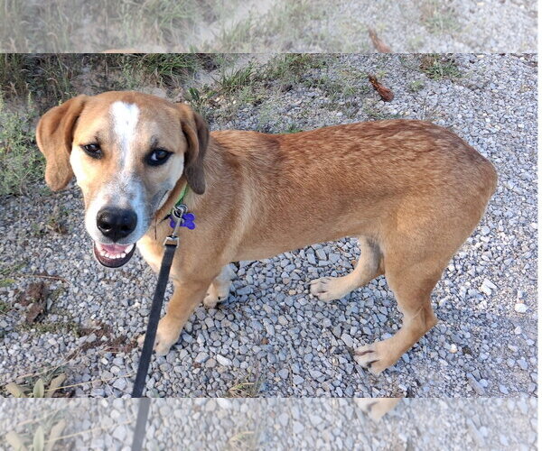Medium Photo #5 Mountain Cur-Unknown Mix Puppy For Sale in Cookeville, TN, USA