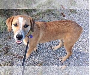 Gunner - Male Mountain Cur-Unknown Mix Dog for Adoption - Photo #5