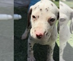 Small Photo #8 Dalmatian Puppy For Sale in LA PUENTE, CA, USA