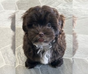 ShihPoo Puppy for sale in SILEX, MO, USA