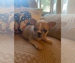 Puppy Smudge French Bulldog