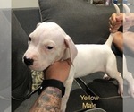 Small Photo #14 Dogo Argentino Puppy For Sale in BEAUMONT, CA, USA