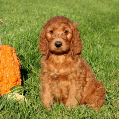 Irish Doodle Puppy for sale in GAP, PA, USA