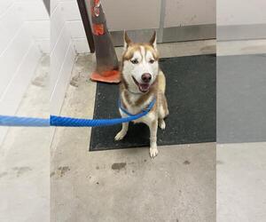 Siberian Husky Dogs for adoption in Derwood, MD, USA