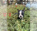 Small #3 Boston Terrier