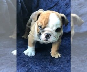 Bulldog Puppy for sale in FORT MYERS BEACH, FL, USA