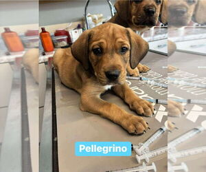 Mutt Dogs for adoption in Springdale, PA, USA