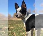 Small Photo #1 Texas Heeler Puppy For Sale in DELTA, CO, USA