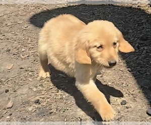 Golden Retriever Puppy for sale in RIGA, MI, USA